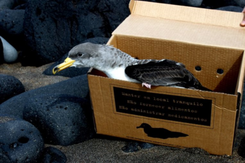 Azores: Shearwater SOS Campaign